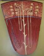 Nephron