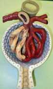 Nephron