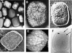 vacciniamodel.com Nermut