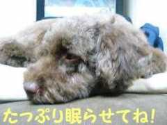 yuzu-toypoo.com Netai