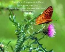 oneyearbibleblog.com Newcreation