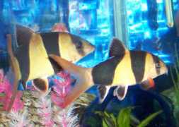 animal-world.com Ngitung