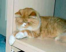 gotpetsonline.com Niato