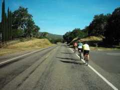 campyonly.com Nichelini