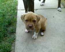 doggiedealer.com Nicolek