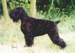 hund.ch Niekol
