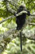Nilgiri