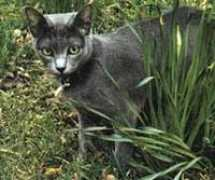 koratworld.com Nimnuan