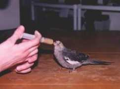 jtevans.kilnar.com Ninlil