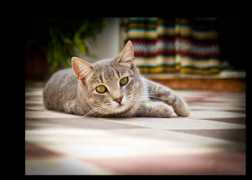 pentaxeros.com Nokland