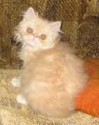 zelesnogorsk-cats.narod.ru Nokson
