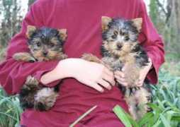 carteryorkies.com Noliver