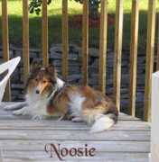 Noosie