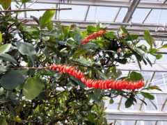 botanic.jp Norgui