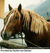 animals-pictures-dictionary.com Noric