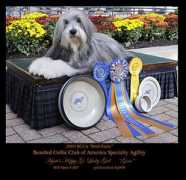 beardieagilitydiehards.org Norikane