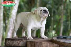 bulldogpedigree.com Nosredna