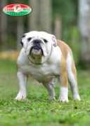 bulldogpedigree.com Nosredna