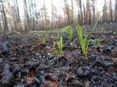 cassandrapages.com Notdead