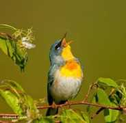 bluebirdsknoll.com Nothern