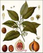 Nutmeg