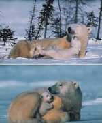 Nuzzle