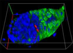 zeiss-campus.magnet.fsu.edu Nystul