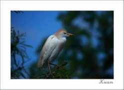 bbs.wenxuecity.com Nziu