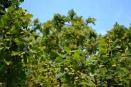 panoramio.com Oaktree