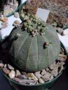 gardeninginarizona.com Obesa
