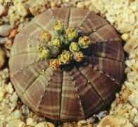 succulents.co.za Obesa