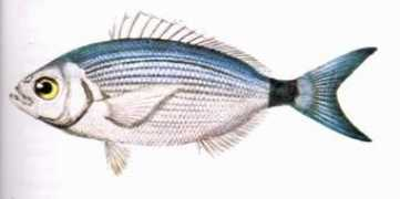 clubdelamar.org Oblada