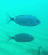 asturnatura.com Oblada