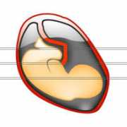 iconshock.com Obstetrics