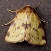 wildflowers.jdcc.edu Obtuse