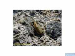 reeflex.net Oceanica