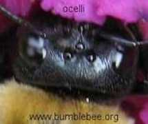 Ocelli