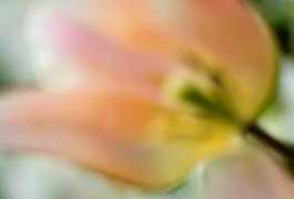 hollygordonphotographer.com Odalisque