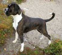 streetboxers.com Odezza