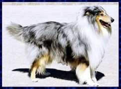 lescolleysdugrandsud.free.fr Ofey