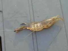 Ogake