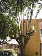 nossosaopaulo.com.br Oitis