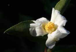 Oleifera