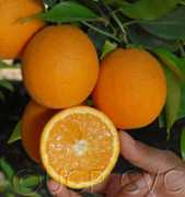 citrusvariety.ucr.edu Olinda