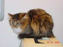 gorabellas.se Oliska