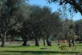 quintalagardamoira.com.pt Olival