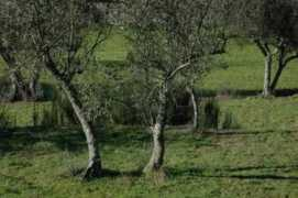 quintalagardamoira.com.pt Olival