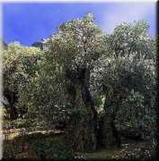 Olivetree