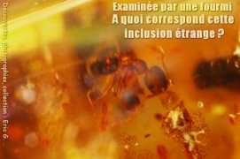 ambre.jaune.free.fr Olivierr