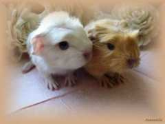 teddyberanci.websnadno.cz Ollien